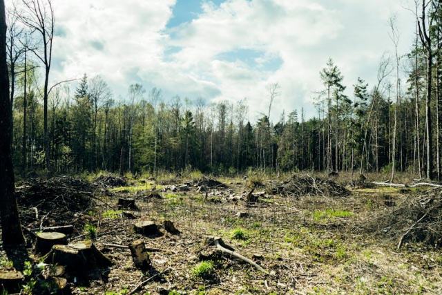 Le recépage des arbres et des haies : technique et bénéfices pour la forêt