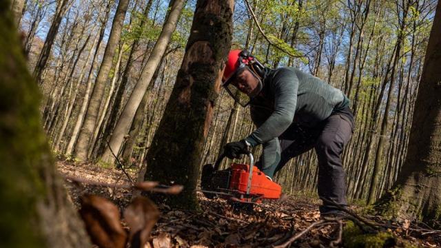 Le merisier en sylviculture : conduire les peuplements vers le bois de qualité