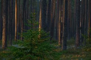 Pin maritime en Pays de la Loire : sylviculture et valorisation du bois