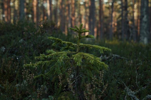 Periode taille haie : guide CRPF Pays de la Loire