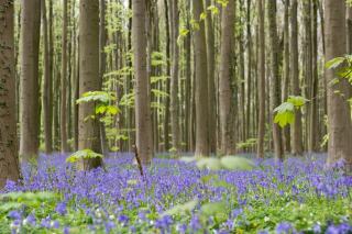 Hêtraie-chênaie à jacinthe des bois : un habitat forestier atlantique à connaître