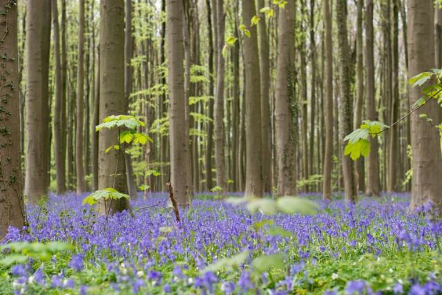 La hêtraie-chênaie à jacinthe des bois : un habitat forêt atlantique à préserver