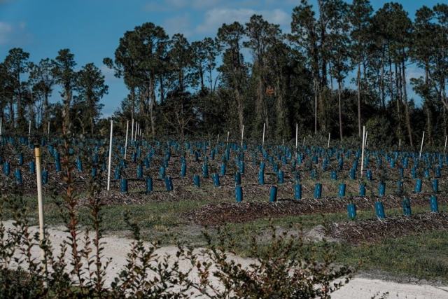 Le houx dans les hêtraies-chênaies : une espèce à conserver en forêt