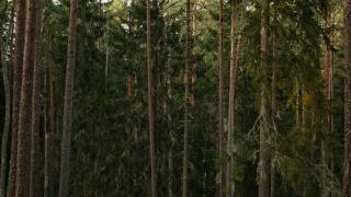 Densité de plantation des pins en futaie régulière résineuse