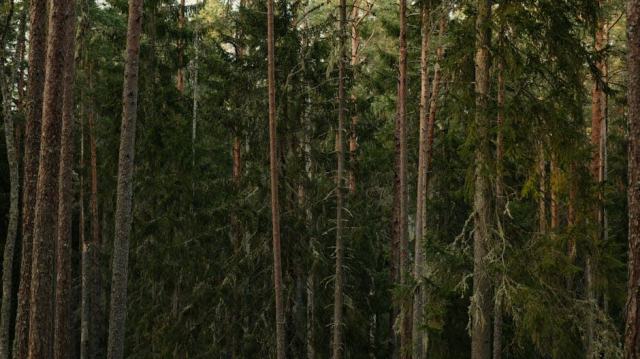 Choisir la densité de plantation pour sa futaie résineuse de pins