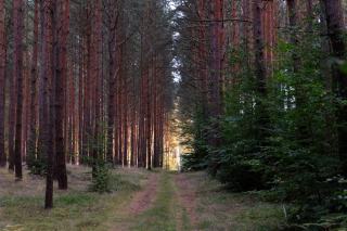 Résineux en sylviculture : définition et gestion en futaie régulière