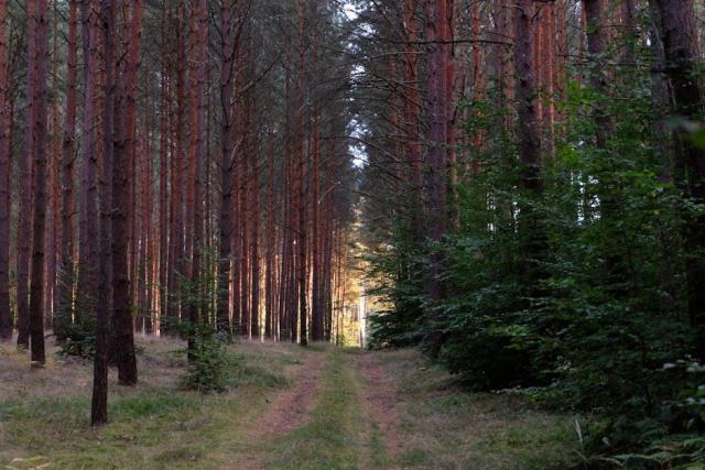 Résineux : définition et conduite de la futaie régulière résineuse