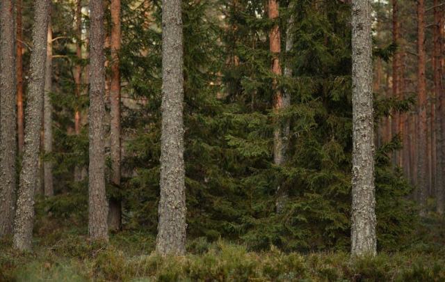 La cigogne noire : un grand oiseau forestier à protéger discrètement