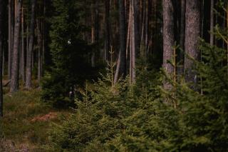 Futaie régulière de feuillus : conduire et valoriser ses peuplements feuillus