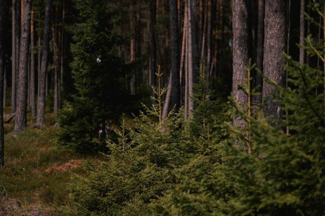 La futaie régulière de feuillus : production de bois d'oeuvre sur le long terme