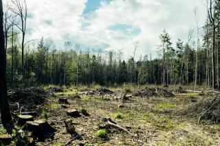 Futaie résineuse régulière : gestion et production en Pays de la Loire