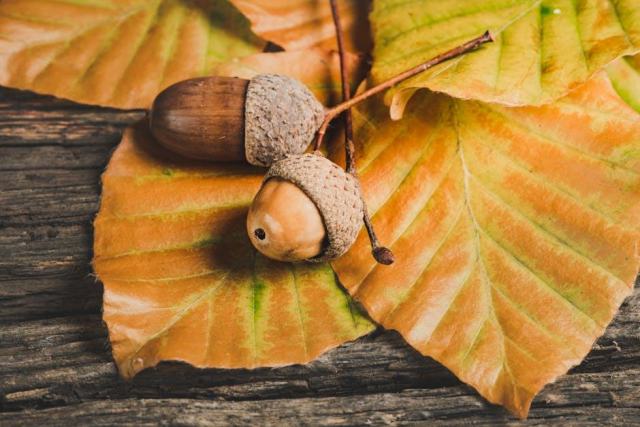 Conduire un taillis de châtaignier vers la futaie : guide de sylviculture