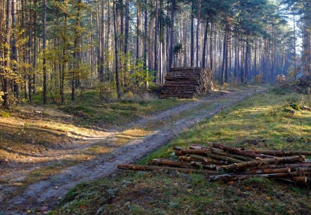 Bois mort : guide CRPF Pays de la Loire