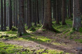 Bois de châtaignier : propriétés, usages et valorisation en forêt privée