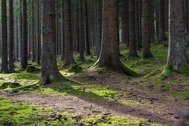 Le châtaignier : un bois noble aux multiples usages en Pays de la Loire