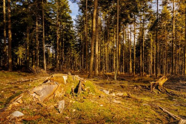 Le mélange futaie-taillis : exploiter et valoriser les deux étages forestiers