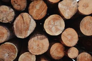 Combien de m3 dans un peuplier : estimer le volume de vos bois