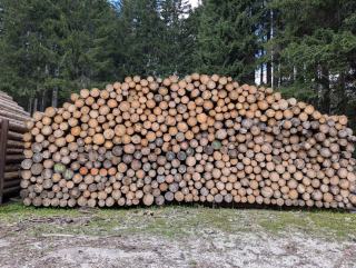 Pin laricio de Corse : sylviculture et gestion en forêt privée