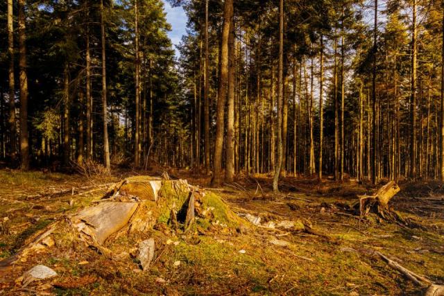 Le taillis : fonctionnement, enjeux et avenir sylvicole