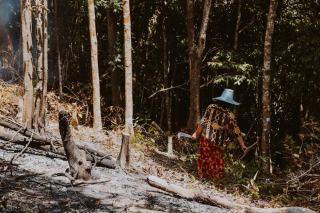 Le taillis en forêt : définition, gestion et intérêt sylvicole