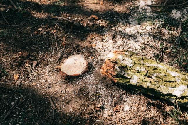 Les îlots de sénescence : laisser des arbres aller jusqu'au bout Les îlots de sénescence : laisser des arbres aller jusqu'au bout