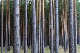 Oiseaux des landes forestières : espèces et gestion sylvicole adaptée