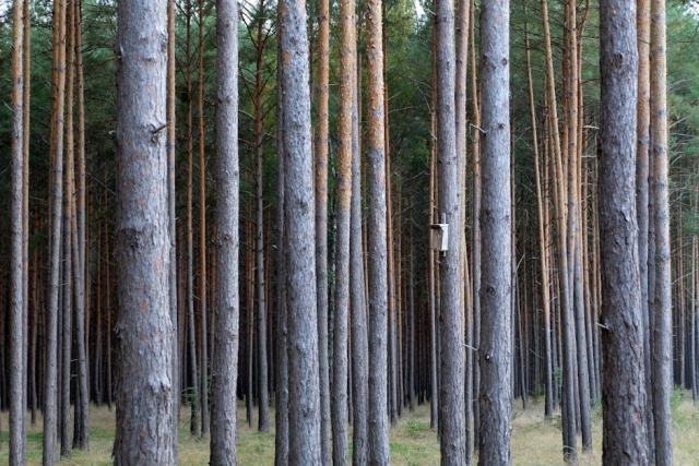 Oiseaux foret des landes : guide CRPF Pays de la Loire