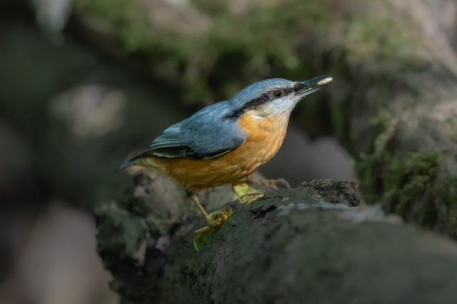 Les oiseaux forestiers d'intérêt communautaire en Pays de la Loire