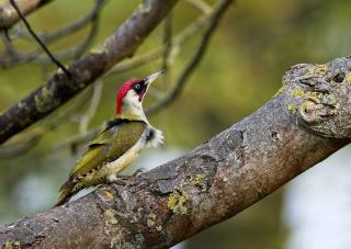 Pics forestiers et gestion sylvicole : protéger les espèces en Pays de la Loire