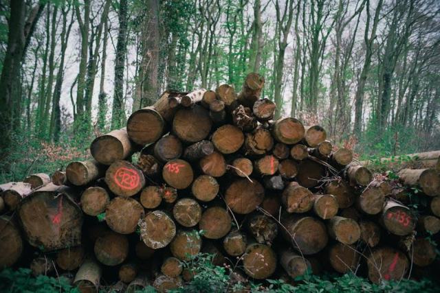 Les pics en forêt : ingénieurs de la biodiversité à protéger