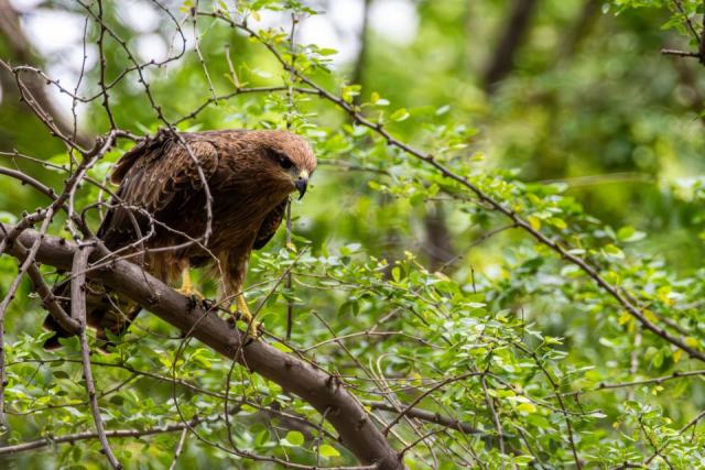 Les rapaces forestiers : espèces protégées et gestion de leurs habitats en Pays de la Loire
