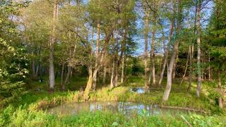 Mares forestières : curage et entretien en forêt privée