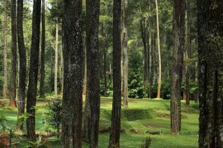 Mares forestières : curage et entretien en forêt privée