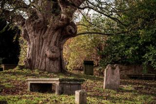Broussin d'arbre : valeur, prix et curiosités forestières en vente