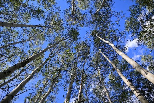 Le coût d'une plantation de peupliers Le coût d'une plantation de peupliers