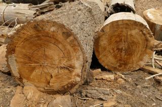 Prix des peupliers à planter : coûts et aides pour la plantation en 2025