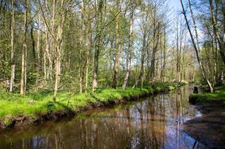 Peupleraie : guide pour créer et gérer une peupleraie en Pays de la Loire