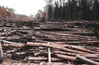 MesParcelles Pays de la Loire : outil de gestion forestière en ligne