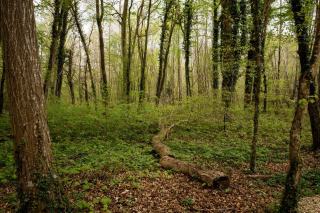 Ecosys Le Mans : journal forestier et actualités sylvicoles en Sarthe