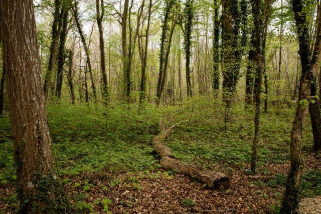Ecosys Le Mans et actualités sylvicoles en Sarthe : le journal forestier Ecosys Le Mans et actualités sylvicoles en Sarthe : le journal forestier