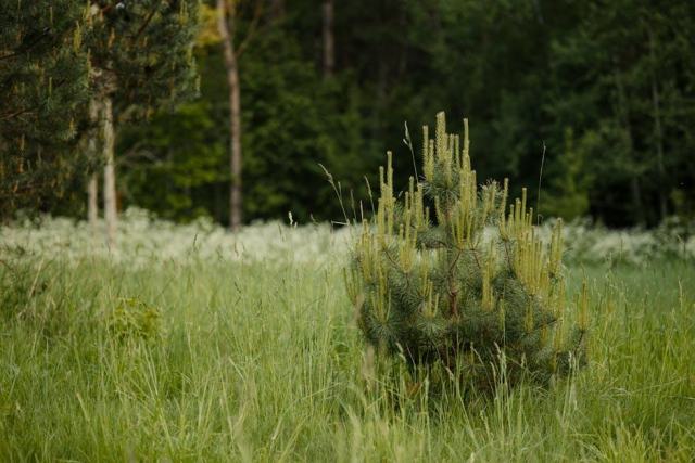 Boiser ses terres agricoles : aides disponibles et démarches en Pays de la Loire