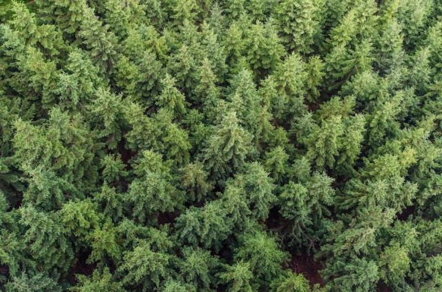 PEFC Aura et CRPF Orléans : coopération pour la forêt durable