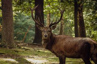 Chasse et forêt en Vendée : relations propriétaires-chasseurs et enjeux sylvicoles