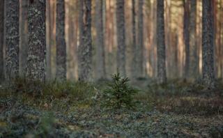 Chasse et forêt en Vendée : relations propriétaires-chasseurs et enjeux sylvicoles