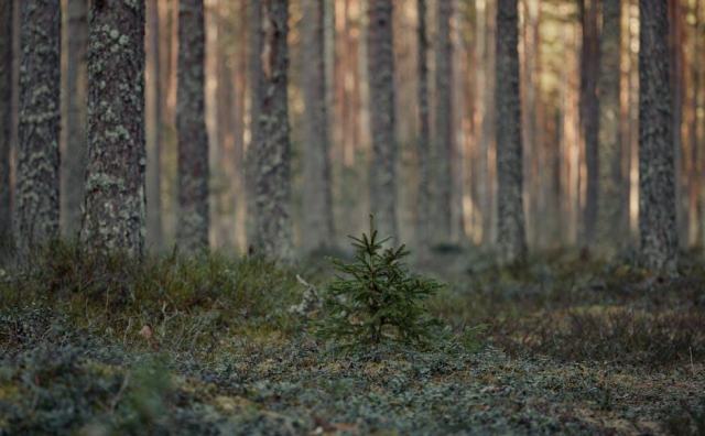 Gestion de la chasse en forêt privée de Vendée : droits et responsabilités