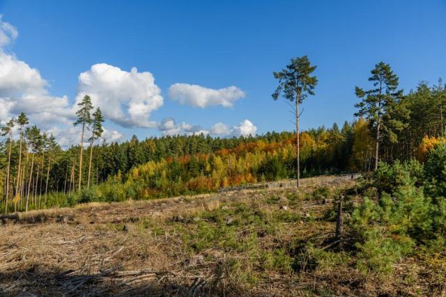Journal forestier FFN Pays de la Loire : actualités et politique forestière