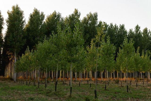 Gérer sa forêt dans le périmètre d'un monument historique en Sarthe