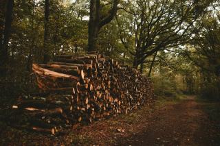 PNR Normandie-Maine et CNPF : gestion forestière en parc naturel