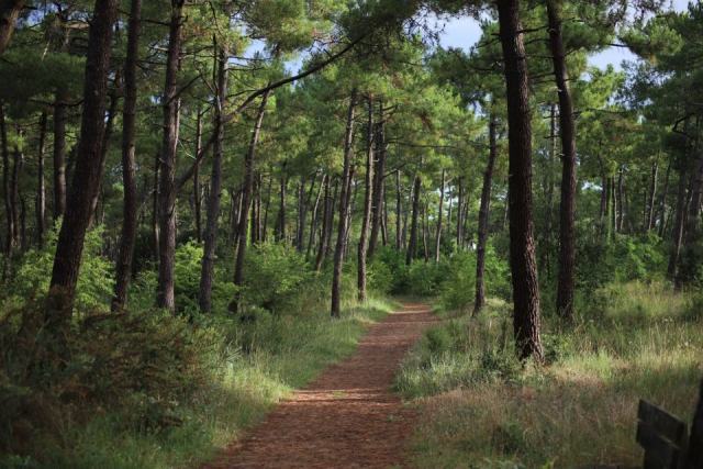 Forêts du PNR Loire Anjou Touraine : gestion et biodiversité en territoire de parc