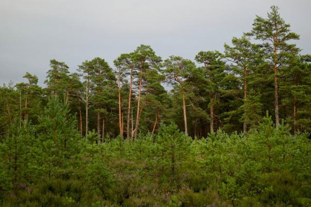 PNR de Brière : milieux naturels, forêts et accompagnement des propriétaires